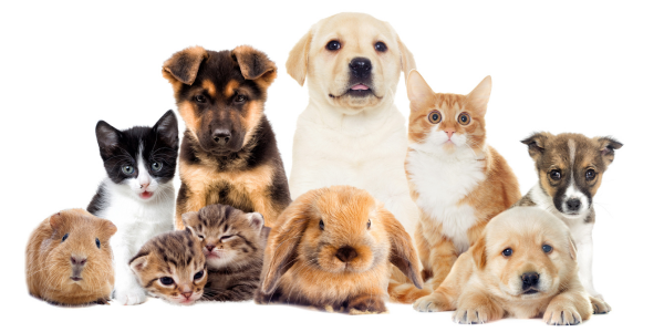 Insurance and Affordable Prescription Options